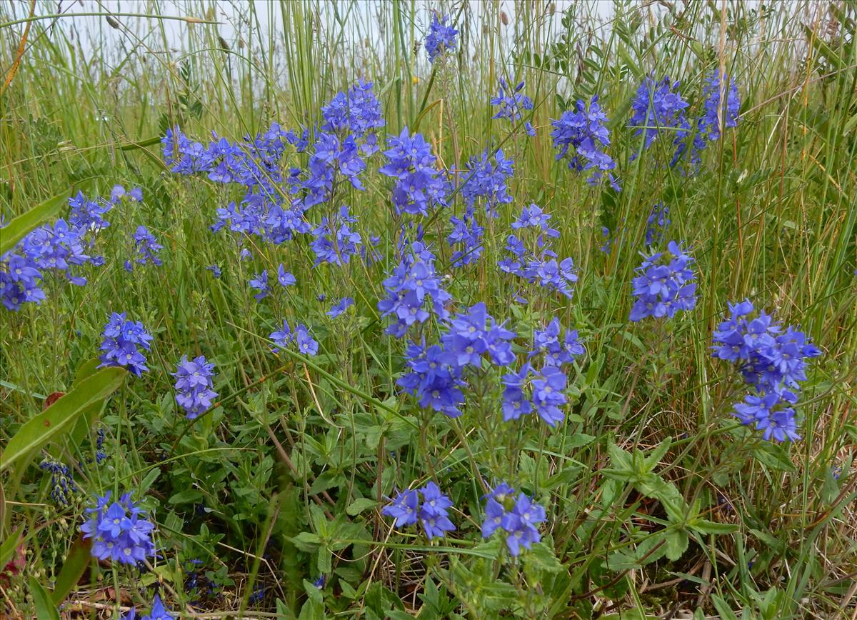 Veronica austriaca subsp. teucrium (door Peter Meininger)