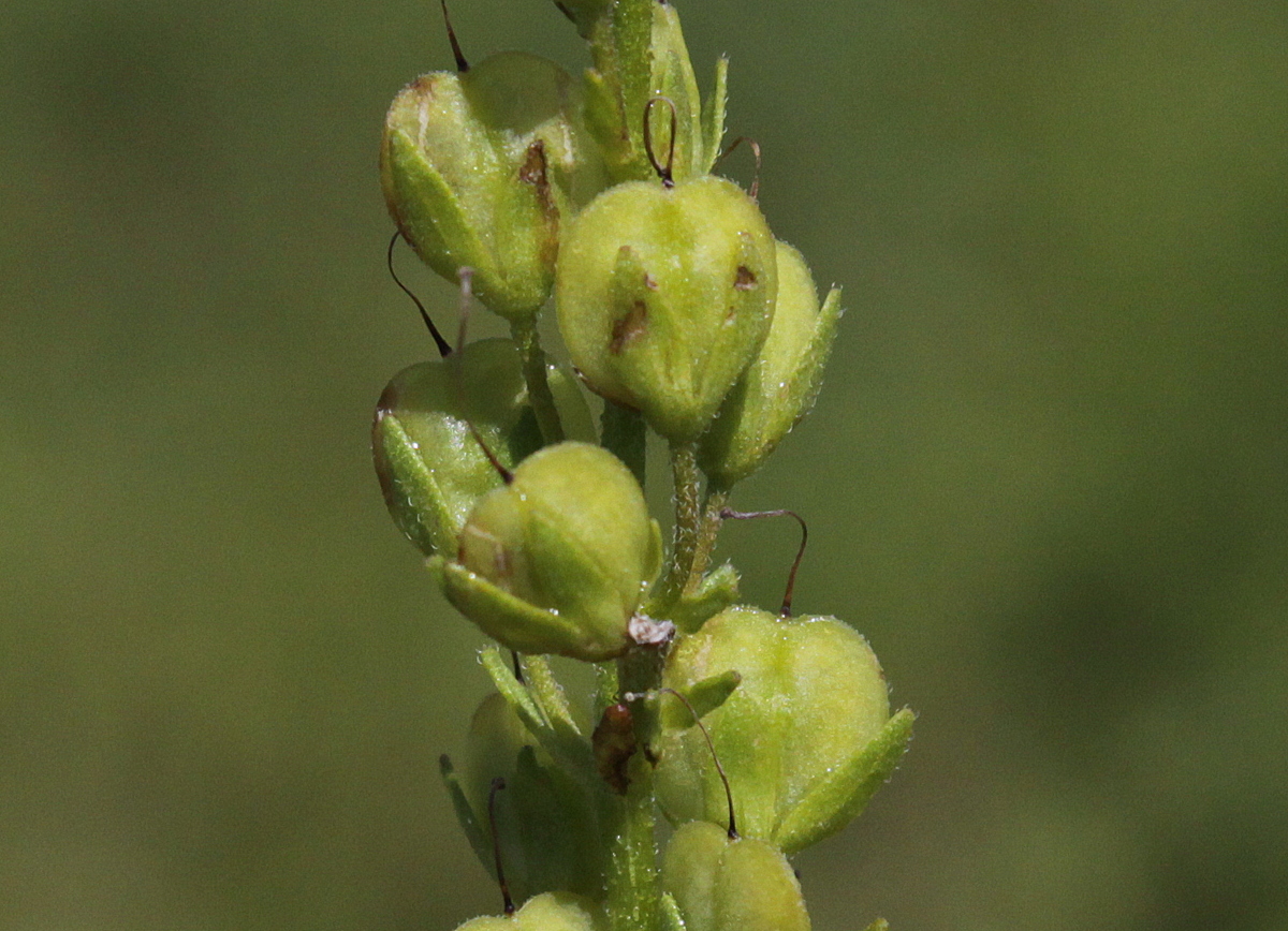 Veronica austriaca subsp. teucrium (door Peter Meininger)