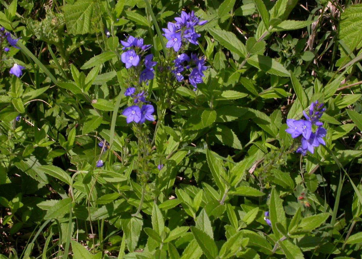 Veronica austriaca subsp. teucrium (door Peter Meininger)