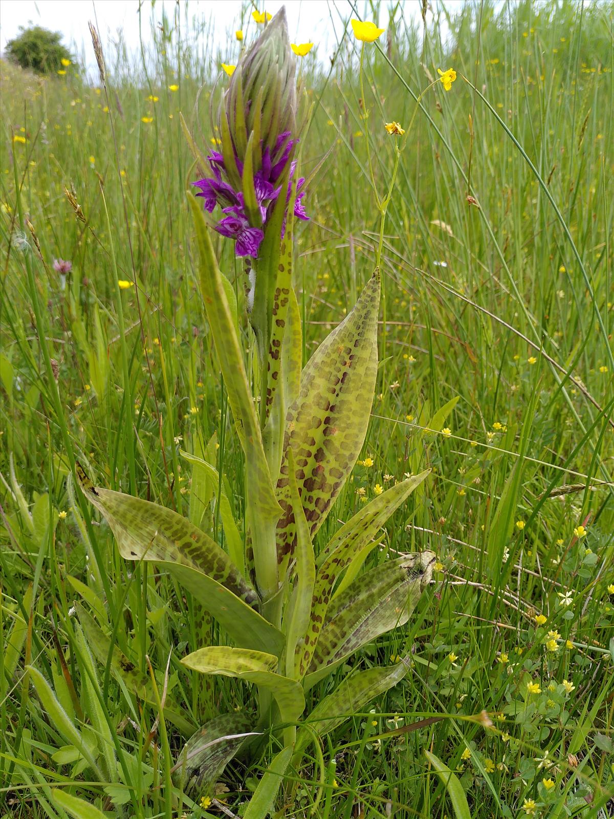 Dactylorhiza majalis (door Dick Kerkhof)