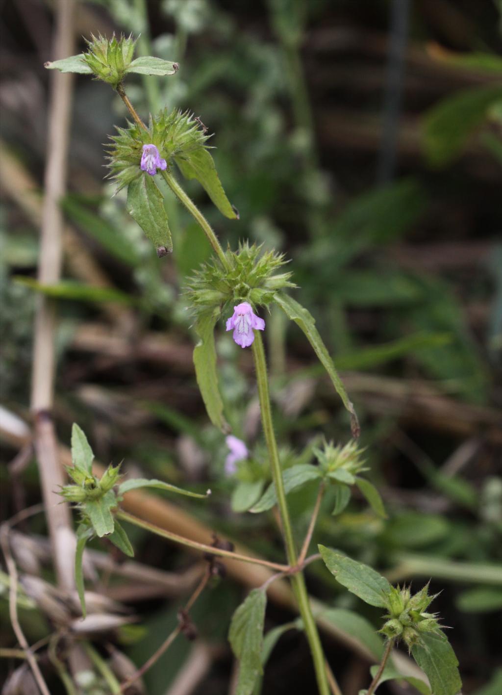 Galeopsis ladanum (door Peter Meininger)