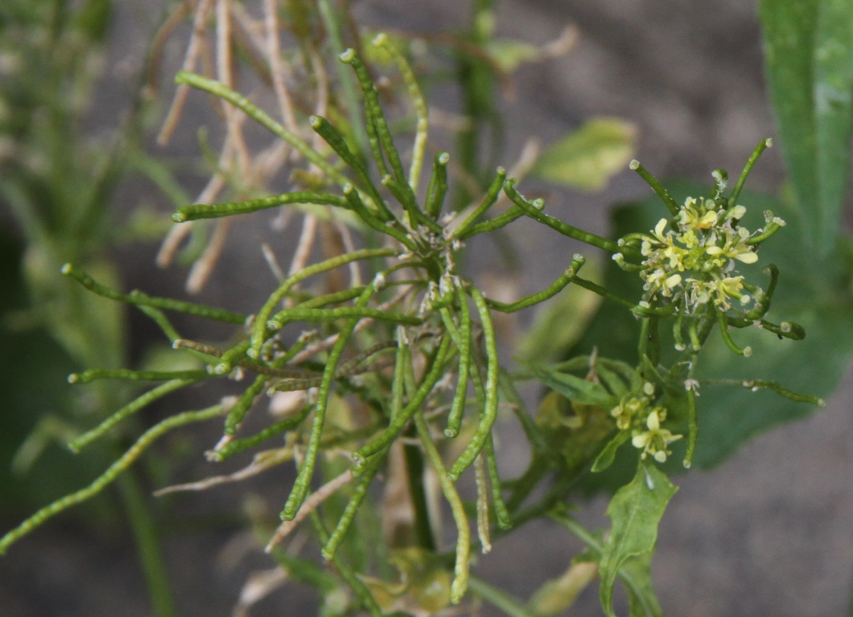 Sisymbrium irio (door Peter Meininger)