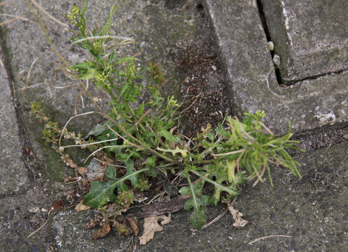 Sisymbrium irio (door Peter Meininger)