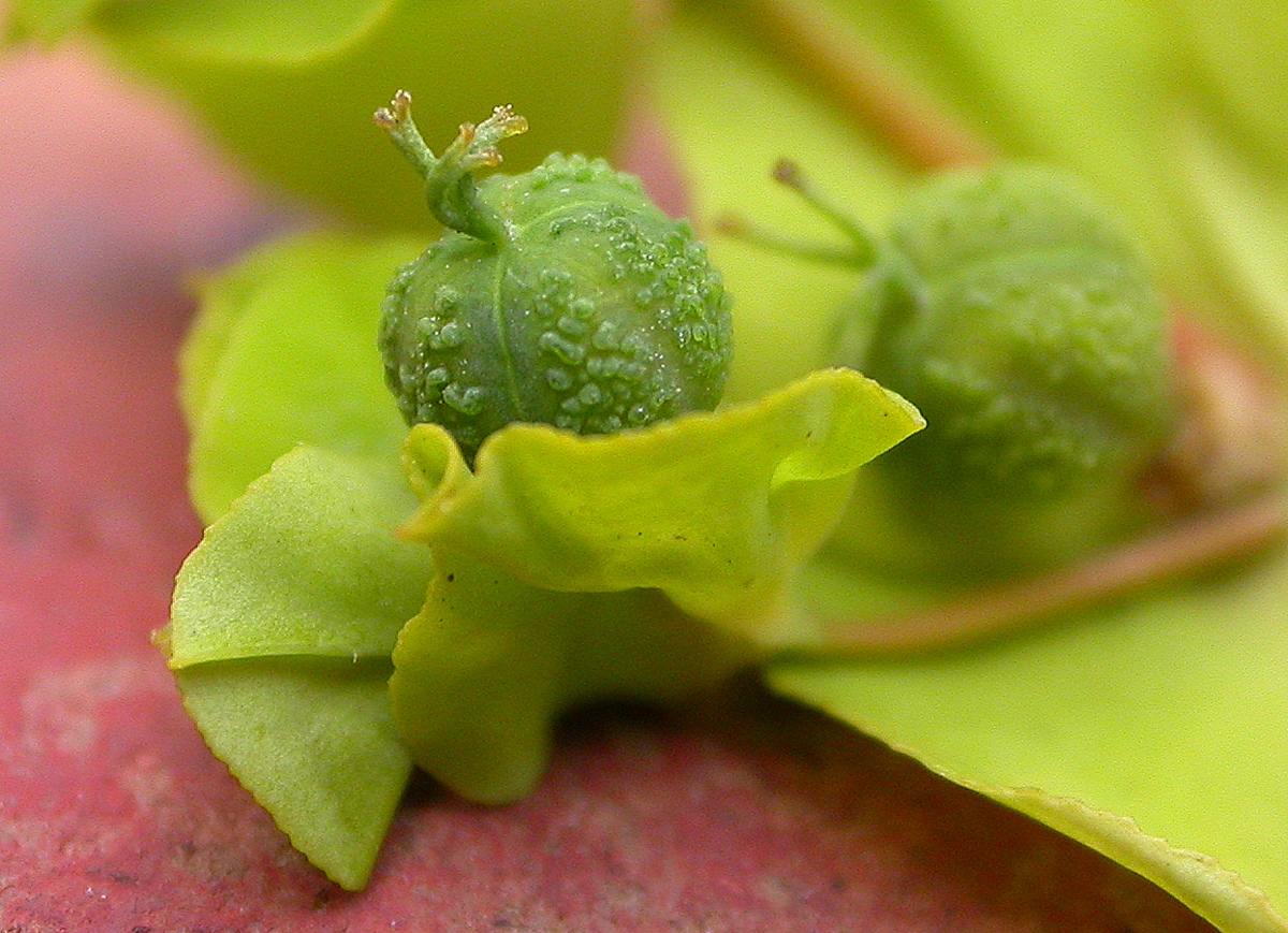 Euphorbia platyphyllos (door Peter Meininger)