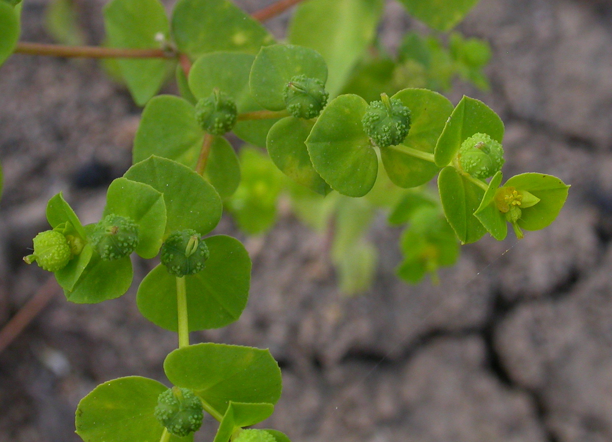 Euphorbia platyphyllos (door Peter Meininger)