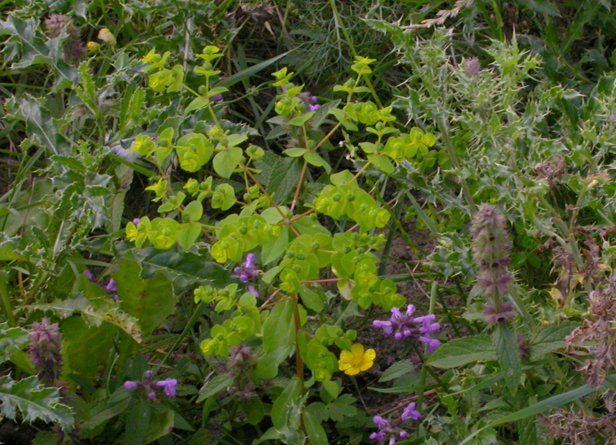 Euphorbia platyphyllos (door Peter Meininger)