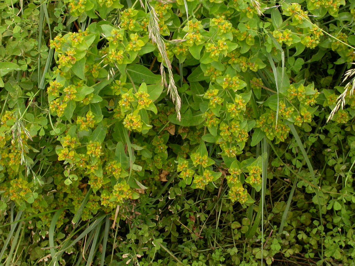 Euphorbia oblongata (door Peter Meininger)