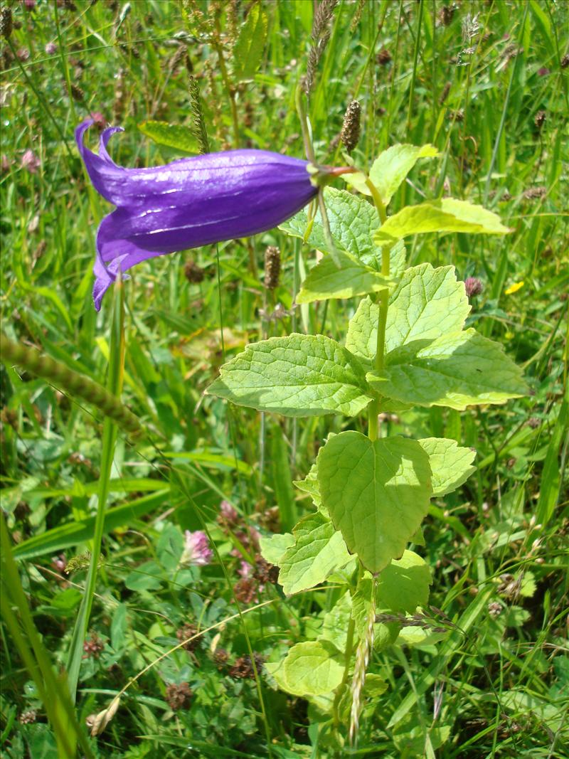 Campanula latifolia (door Michael Inden)