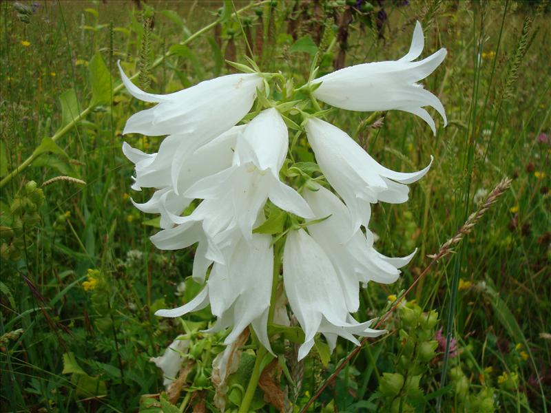 Campanula latifolia (door Michael Inden)