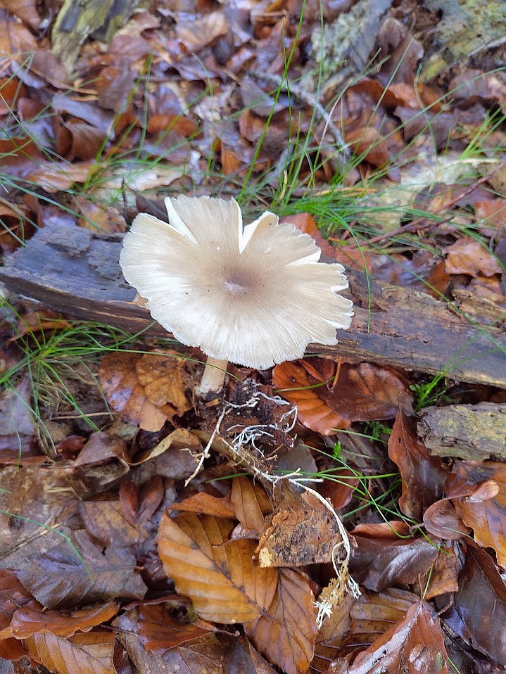 Megacollybia platyphylla (door Aldert Gutter)
