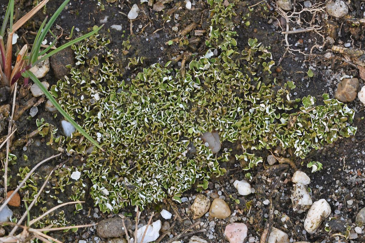 Cladonia callosa (door Kjell Nilsen)