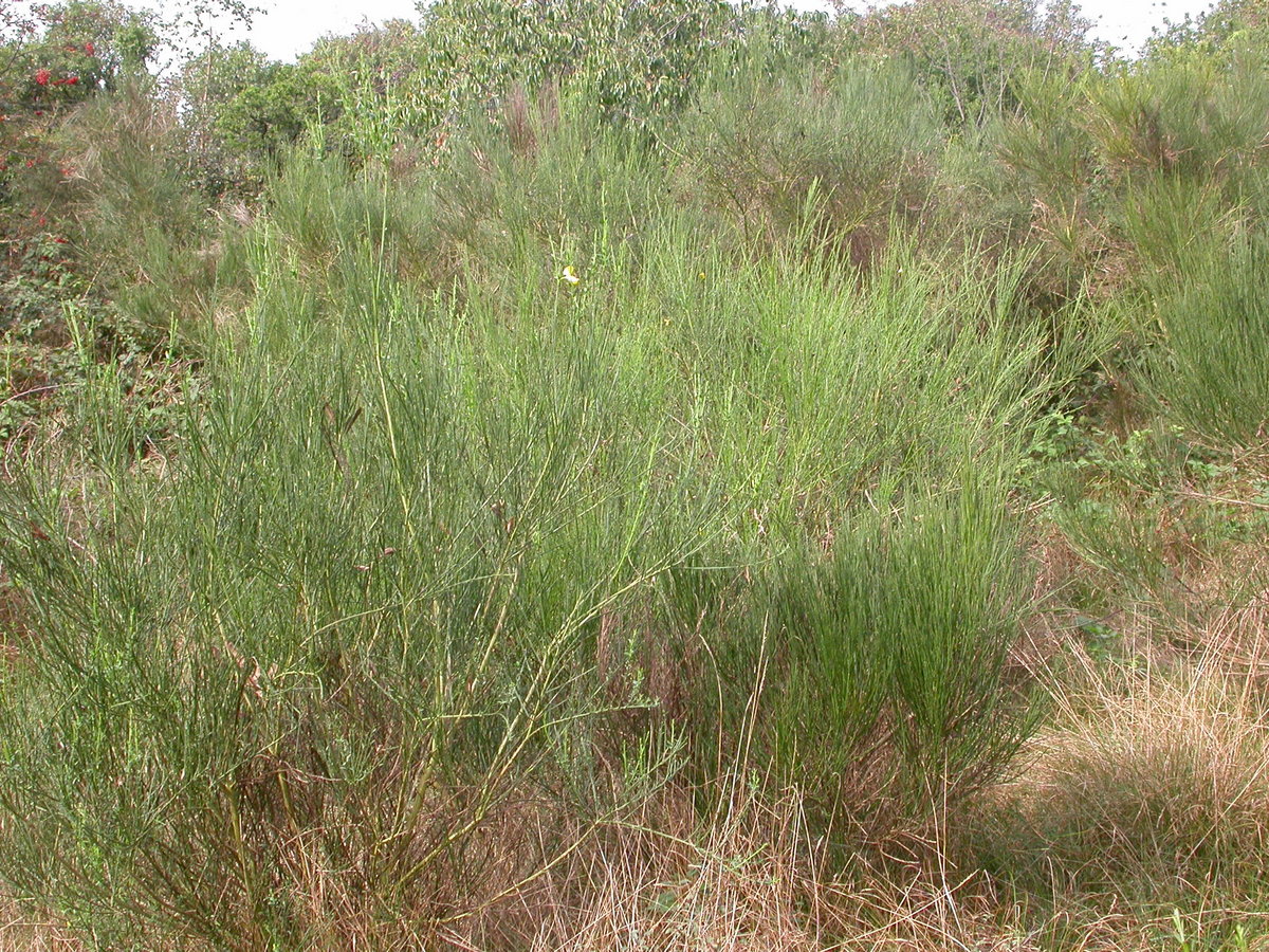 Cytisus scoparius (door Peter Meininger)