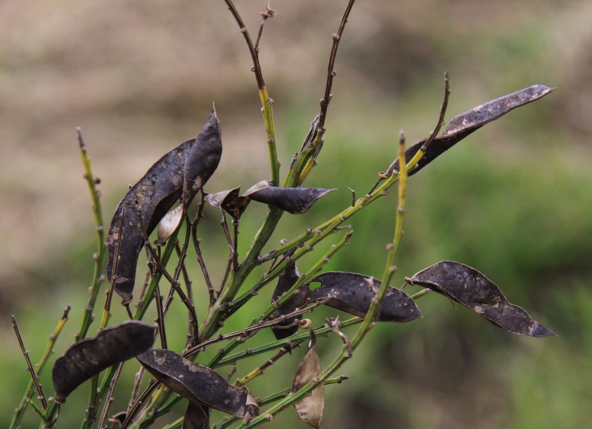 Cytisus scoparius (door Peter Meininger)