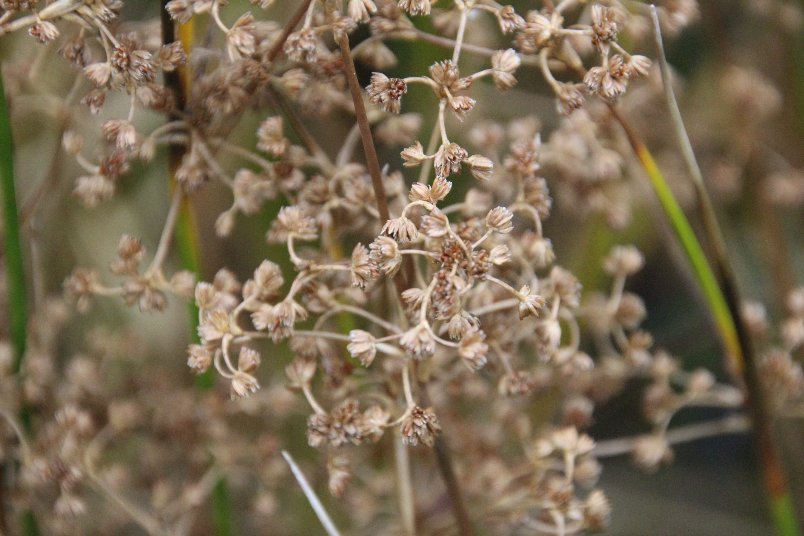 Juncus subnodulosus (door Egbert de Boer)