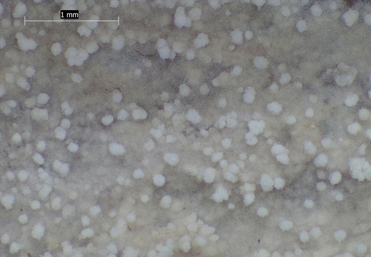 Brevicellicium olivascens (door Eduard Osieck)