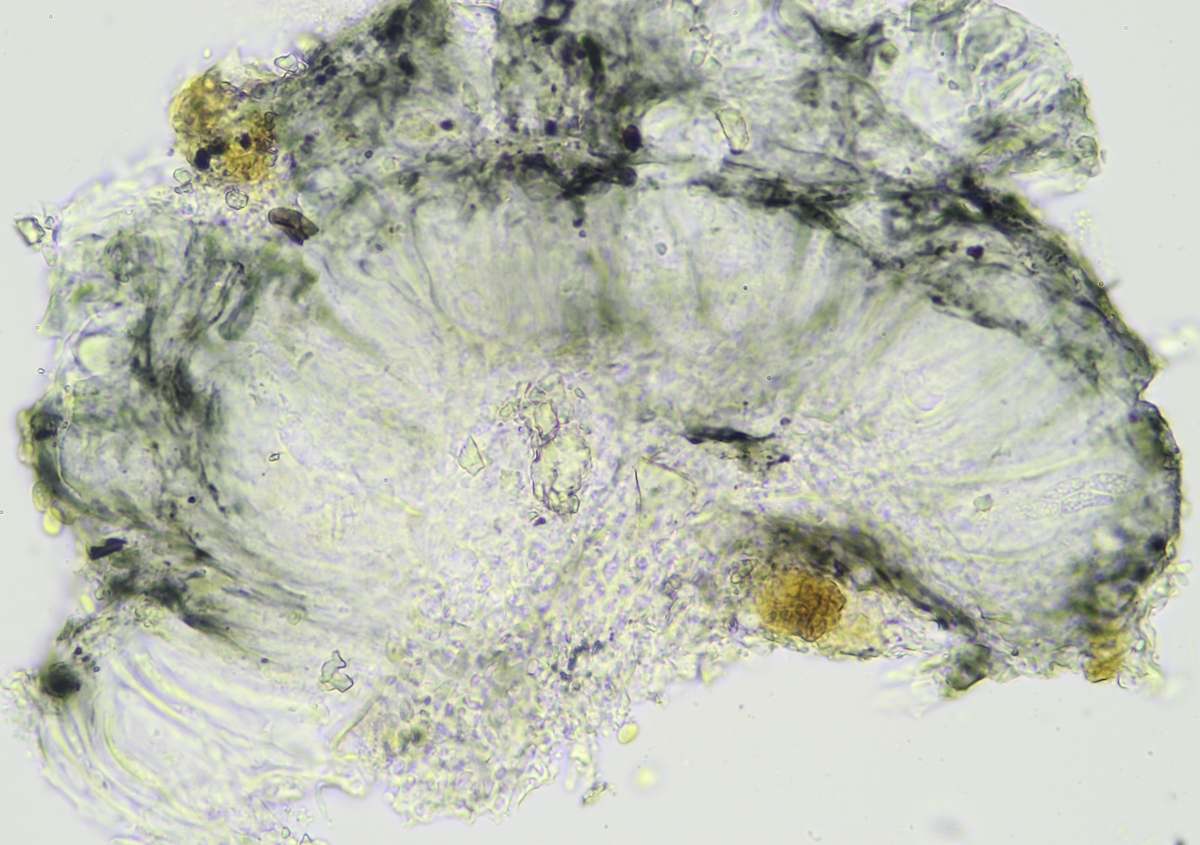 Brianaria bauschiana (door Henk-Jan van der Kolk)