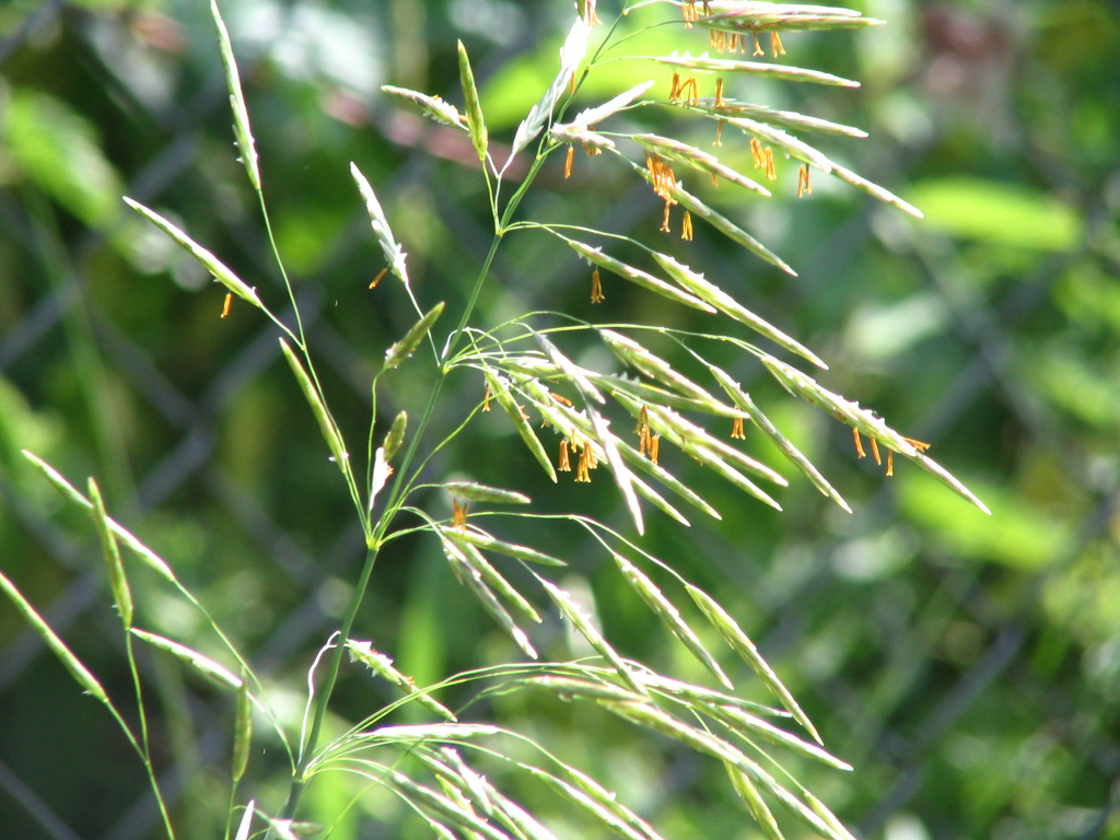 Bromopsis inermis (door Pieter Stolwijk)