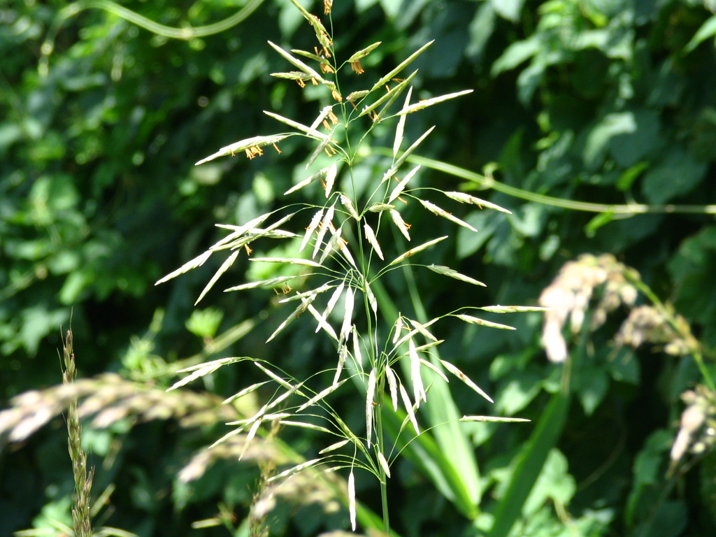 Bromopsis inermis (door Pieter Stolwijk)