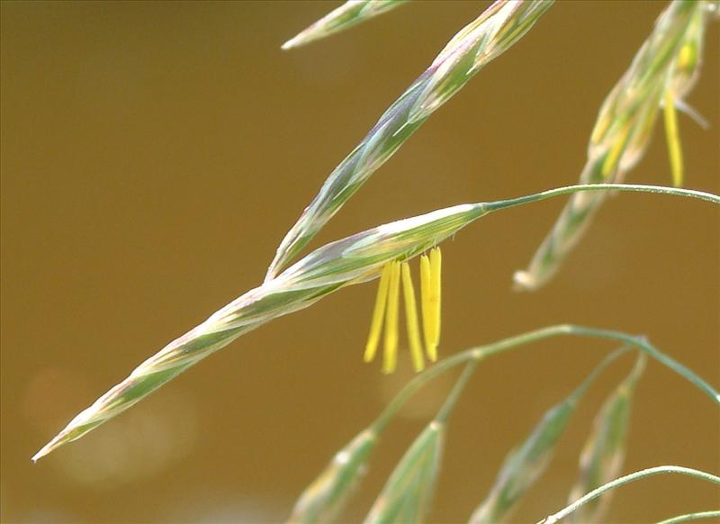 Bromopsis inermis (door Adrie van Heerden)