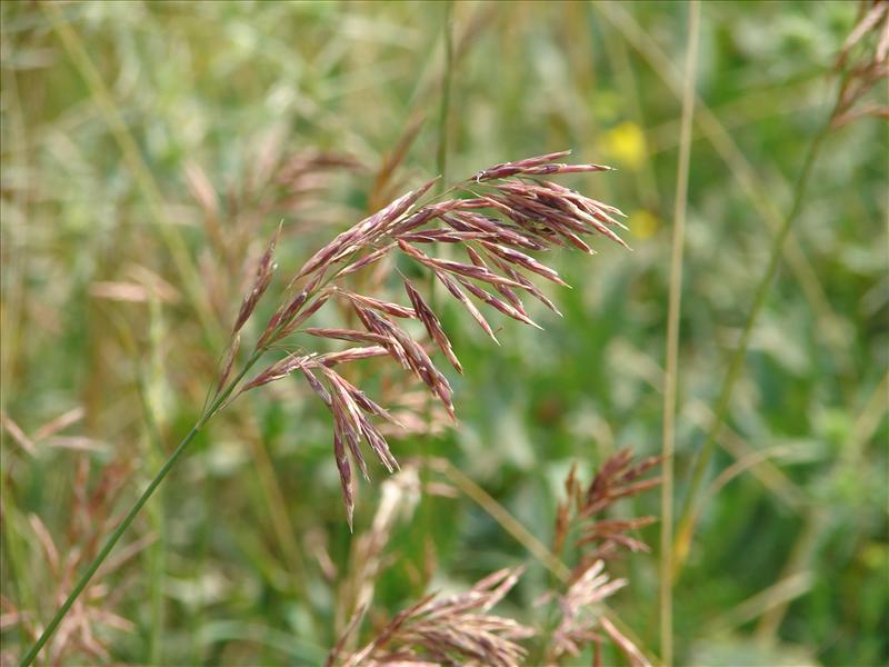 Bromopsis inermis subsp. inermis (door Adrie van Heerden)