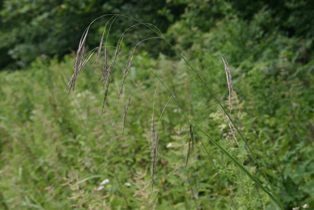 Bromopsis ramosa subsp. ramosa (door Niels Jeurink)