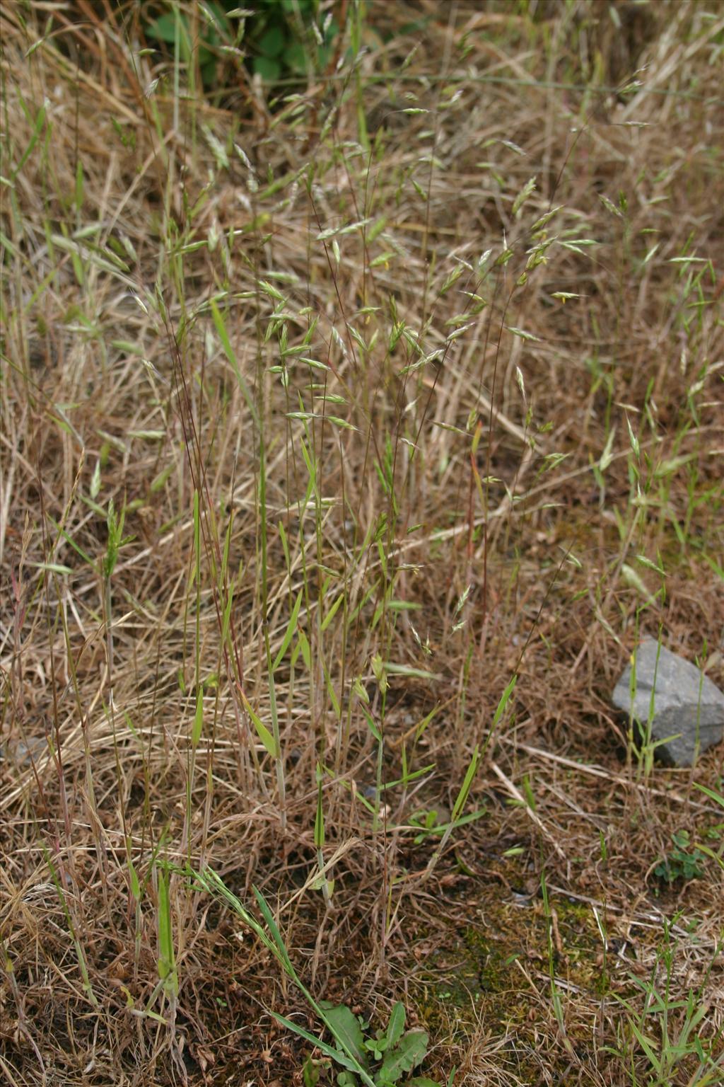 Bromus arvensis (door Niels Jeurink)