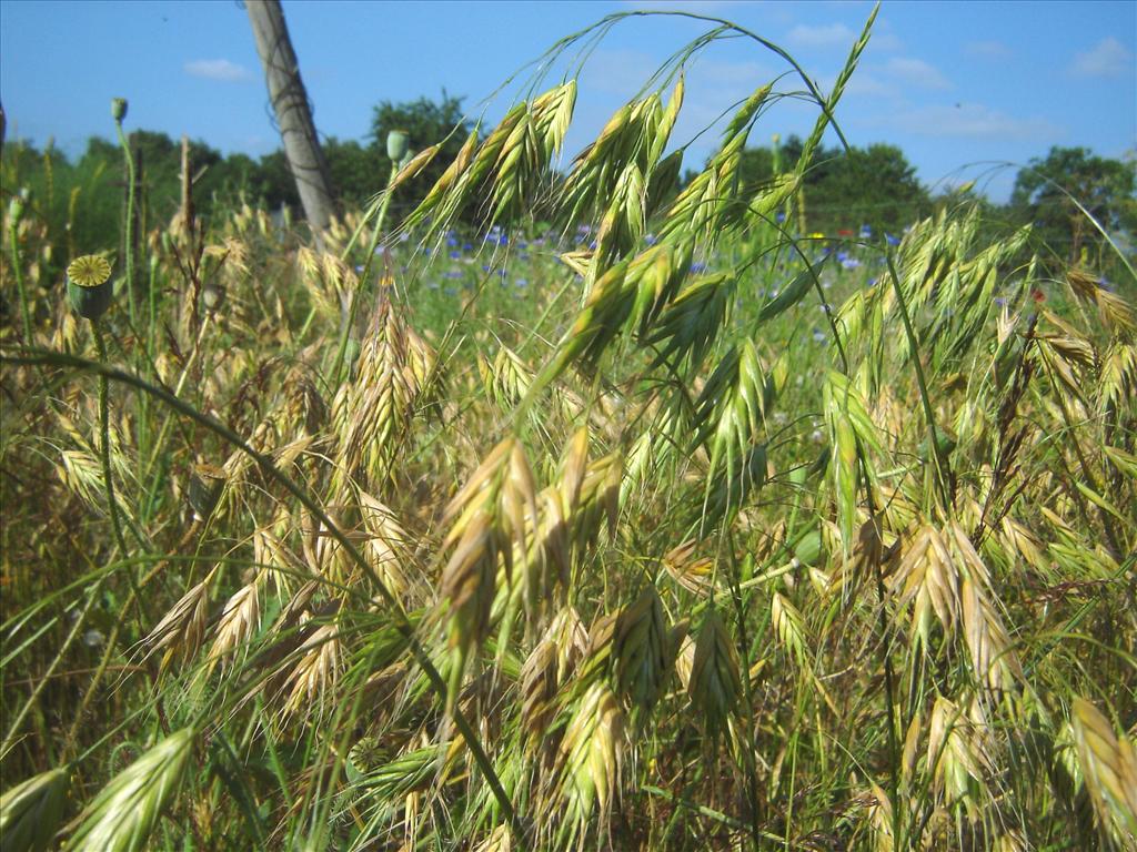 Bromus bromoideus (door Ruud Beringen)