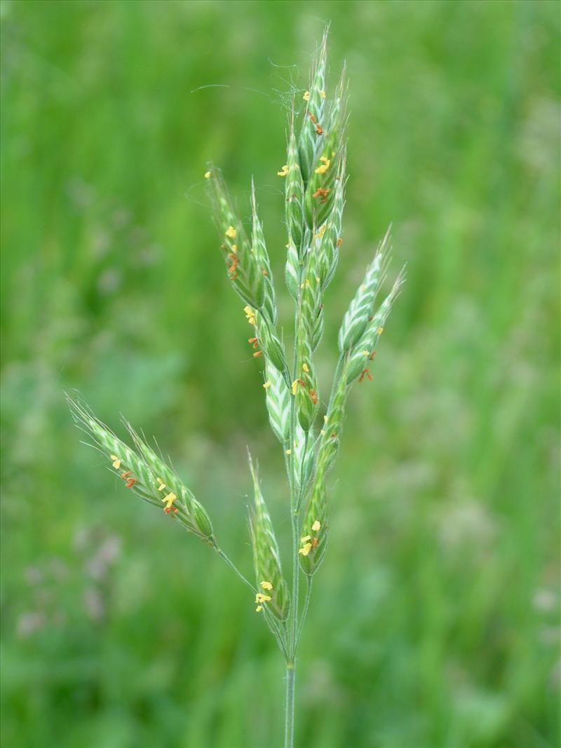 Bromus hordeaceus subsp. hordeaceus (door Adrie van Heerden)