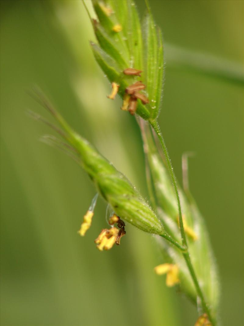 Bromus hordeaceus subsp. hordeaceus (door Adrie van Heerden)