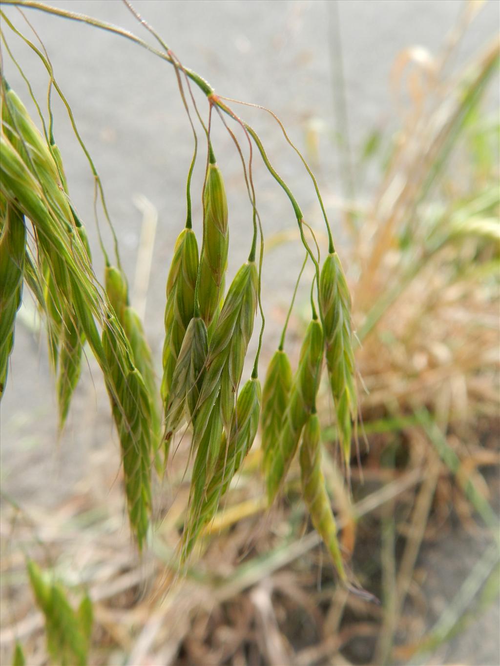 Bromus japonicus (door Rutger Barendse)