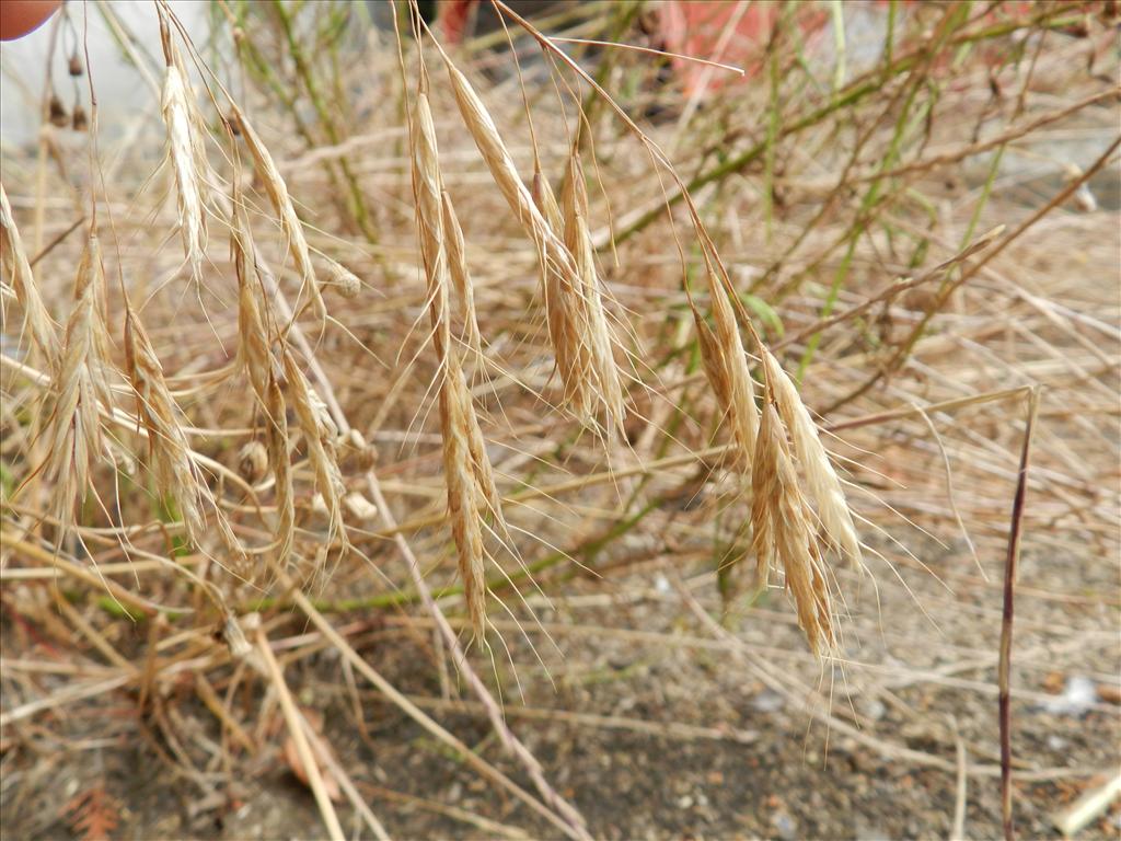 Bromus japonicus (door Rutger Barendse)