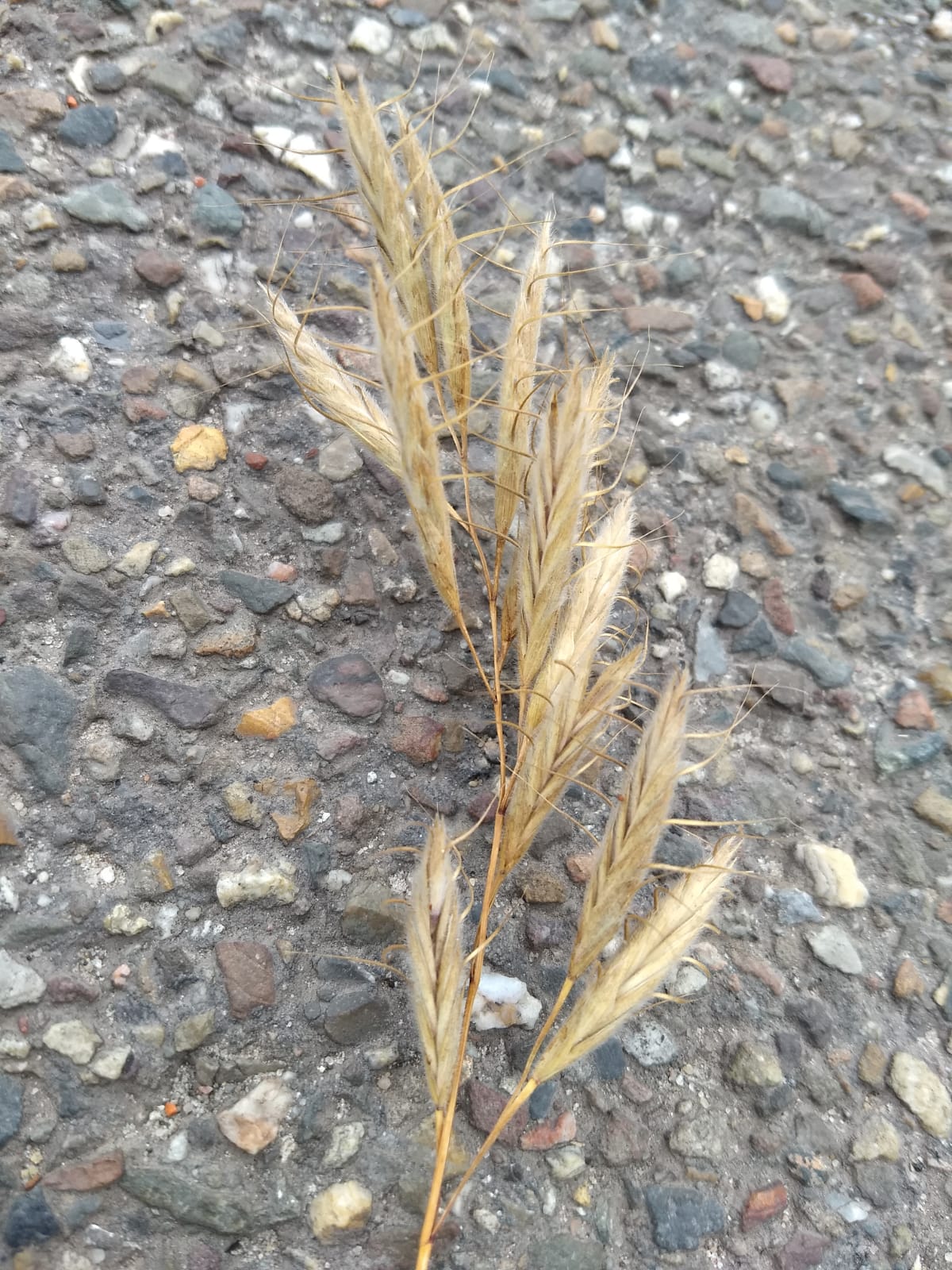 Bromus lanceolatus (door Igor Mavridis)