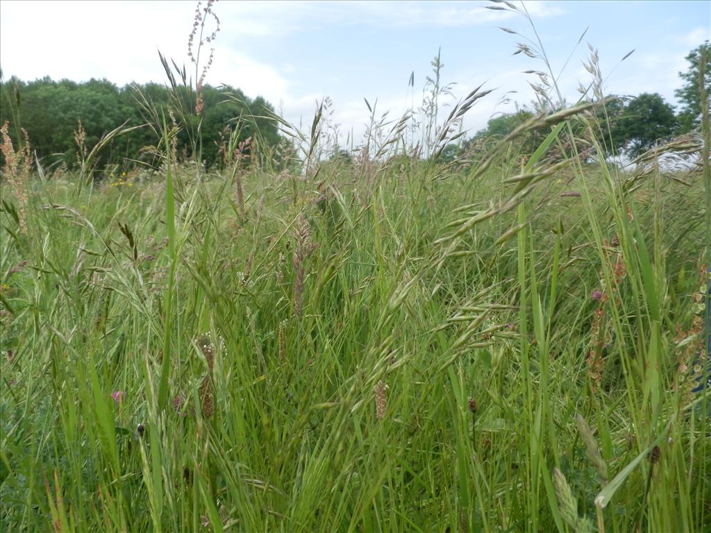 Bromus racemosus subsp. commutatus (door Max Simmelink)