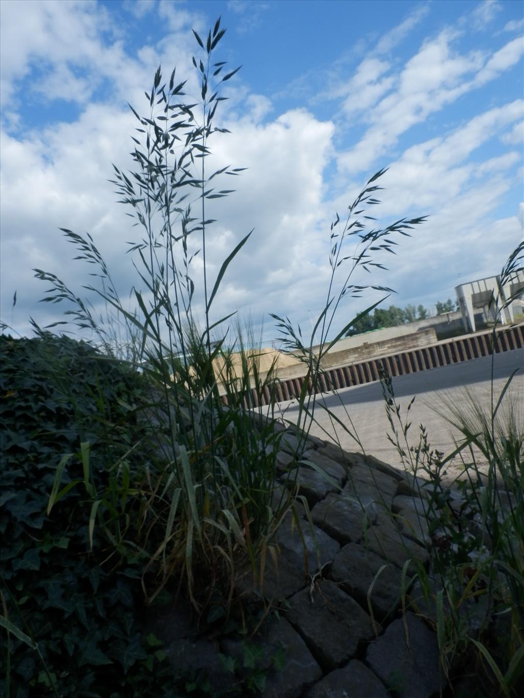 Bromus racemosus subsp. commutatus (door Max Simmelink)