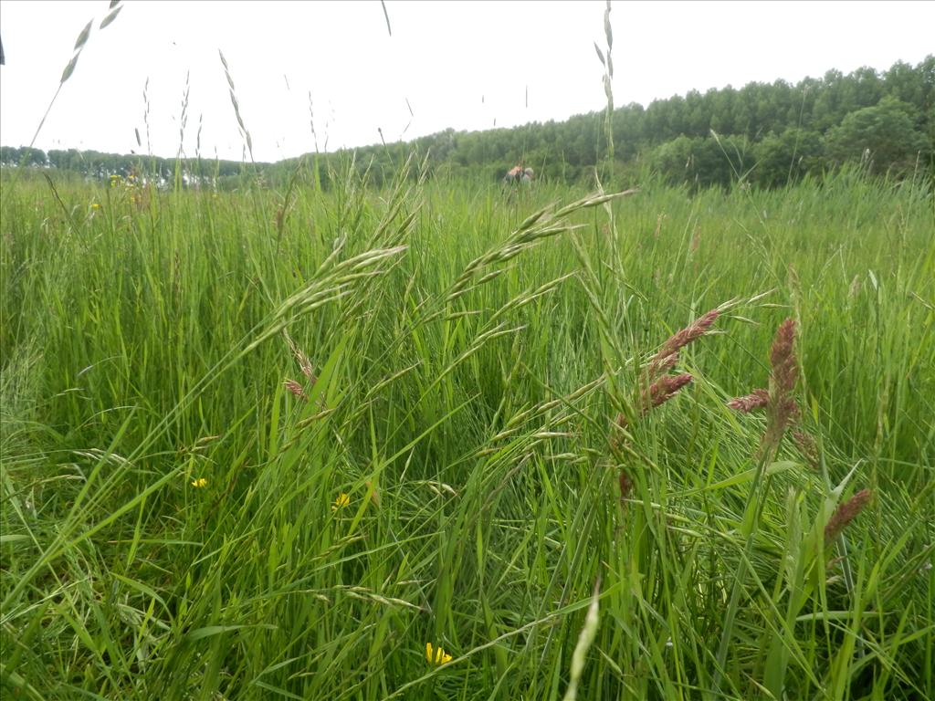 Bromus racemosus subsp. racemosus (door Max Simmelink)