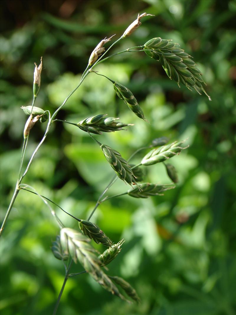 Bromus secalinus (door Adrie van Heerden)