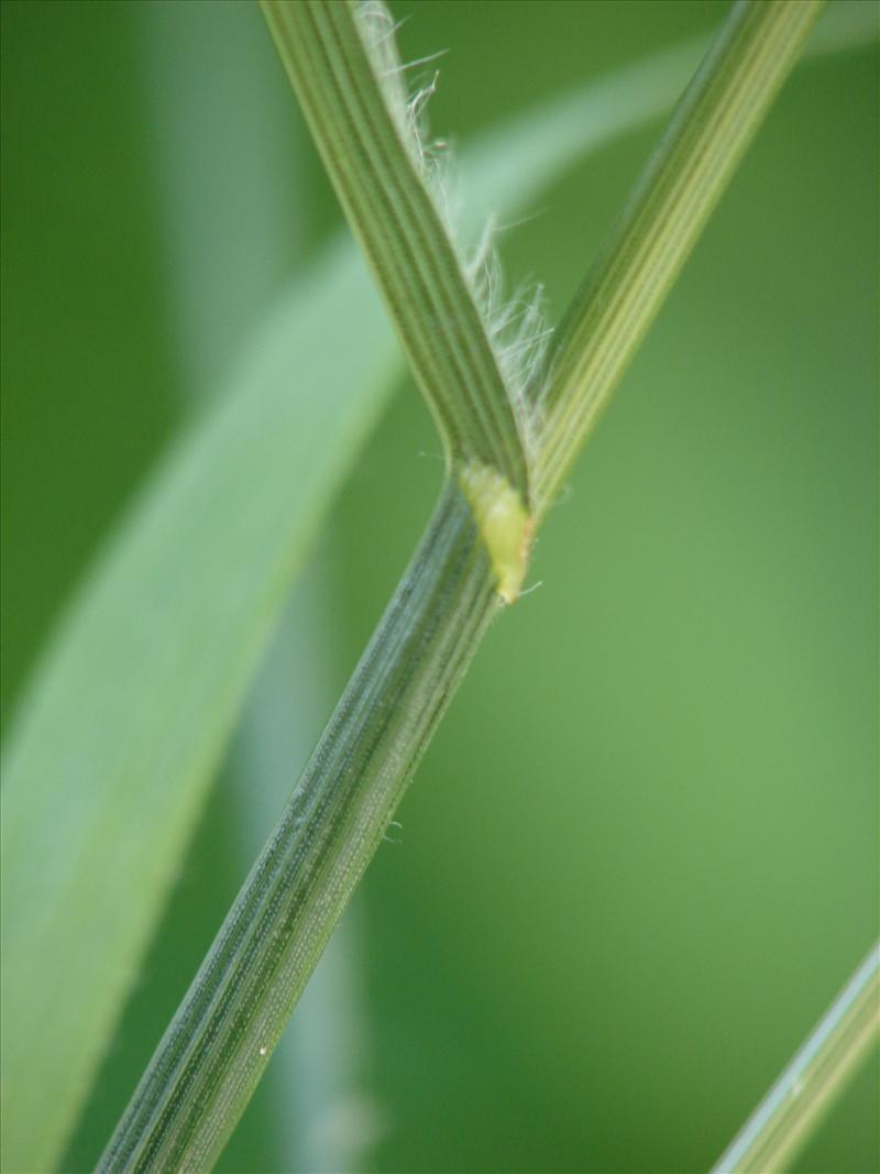 Bromus secalinus (door Adrie van Heerden)