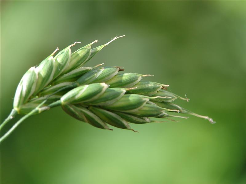 Bromus secalinus (door Adrie van Heerden)