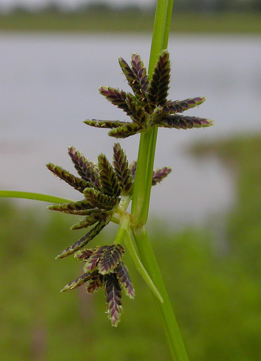 Cyperus fuscus (door Peter Meininger)