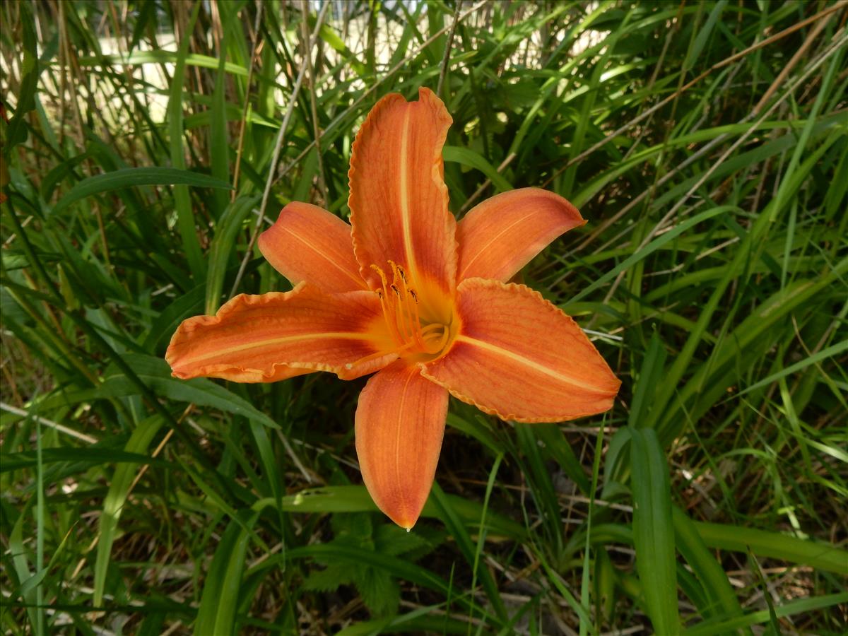 Hemerocallis fulva (door Peter Meininger)