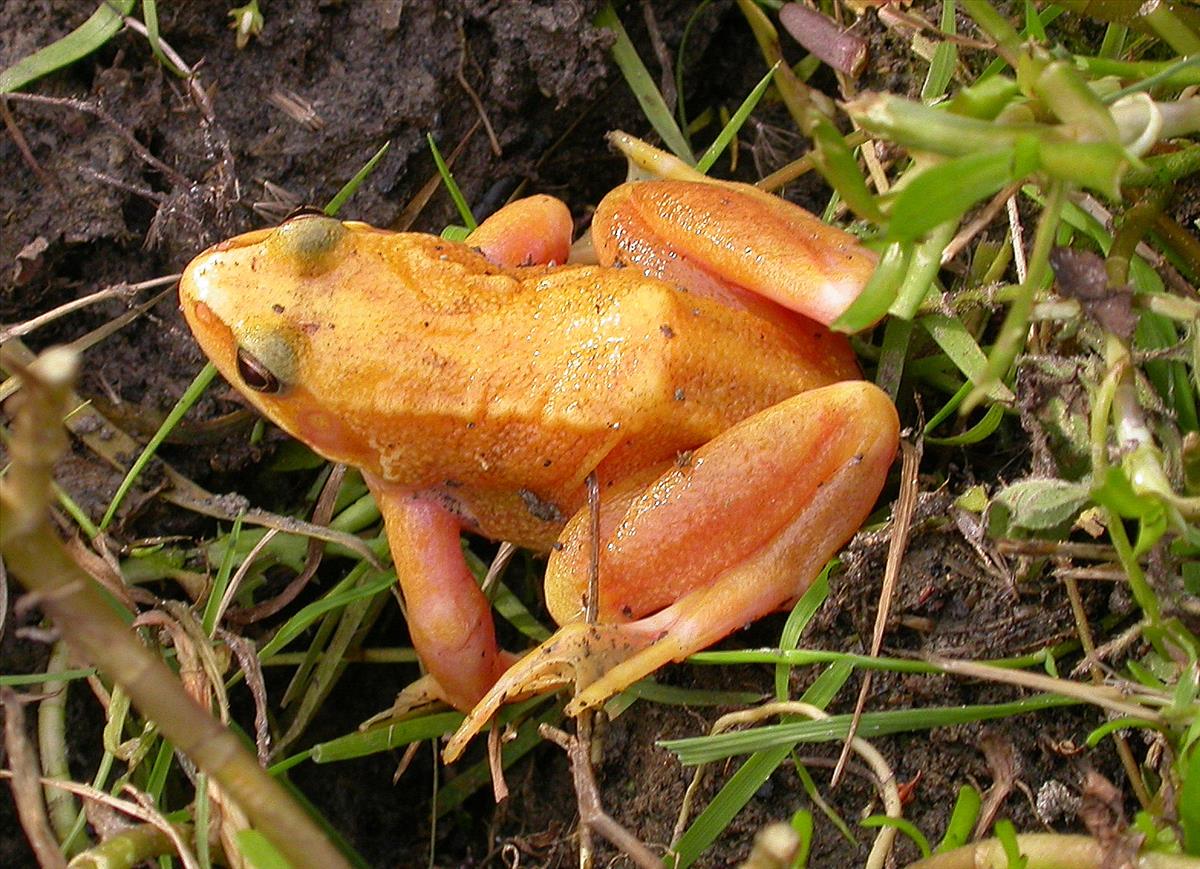 Rana temporaria (door Peter Meininger)