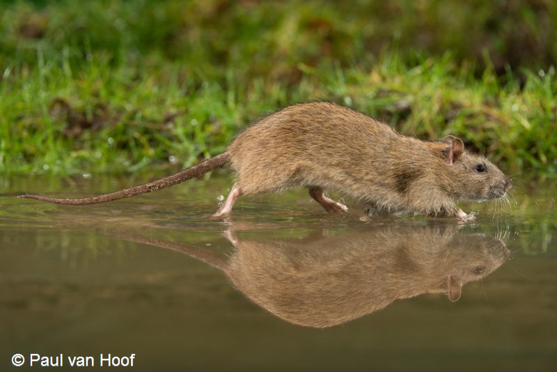 Rattus norvegicus (door Paul van Hoof)