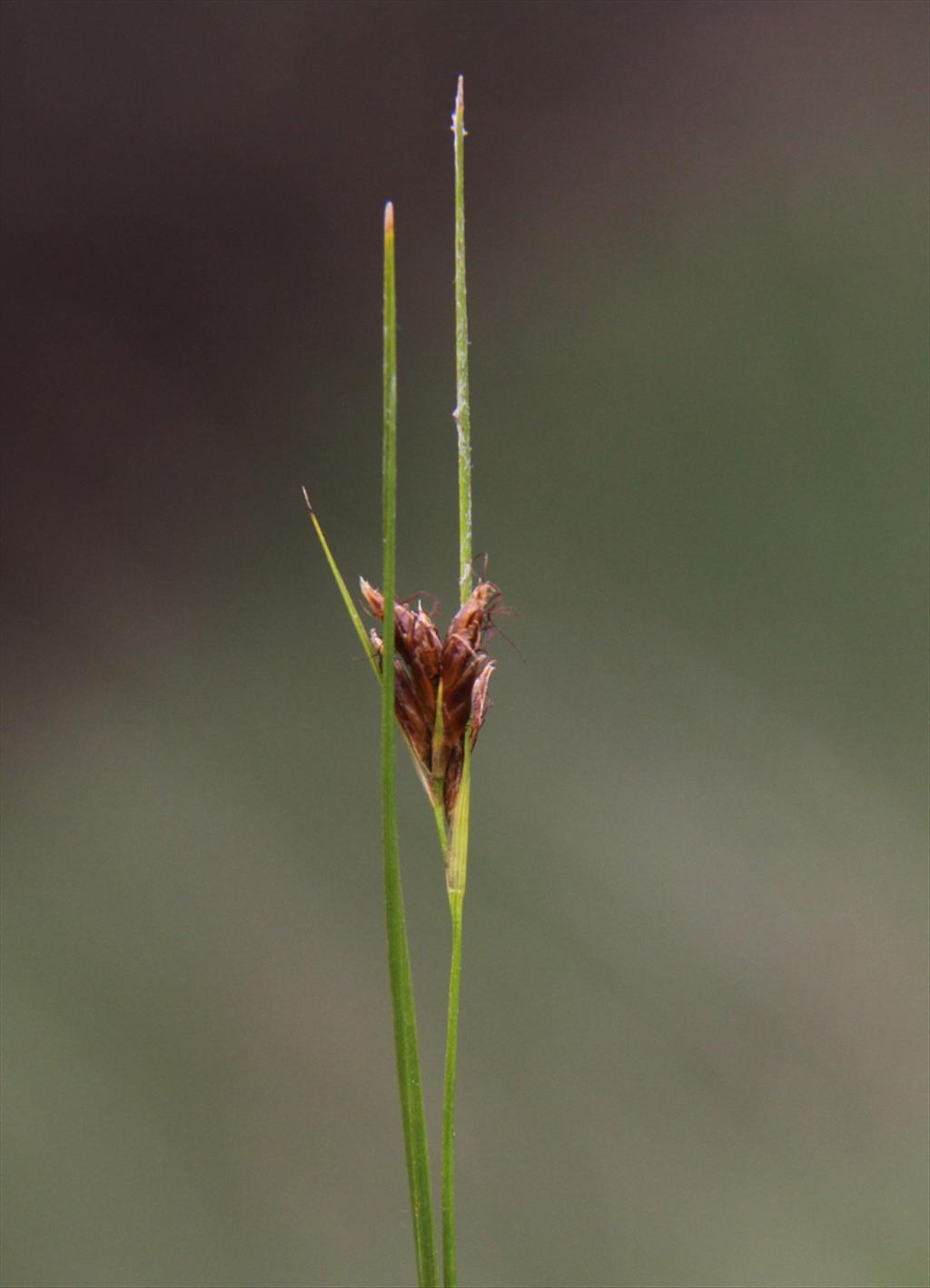 Rhynchospora fusca (door Peter Meininger)