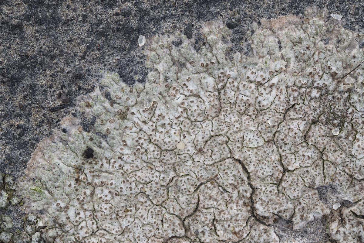 Arthonia phaeobaea (door Danny Declercq)
