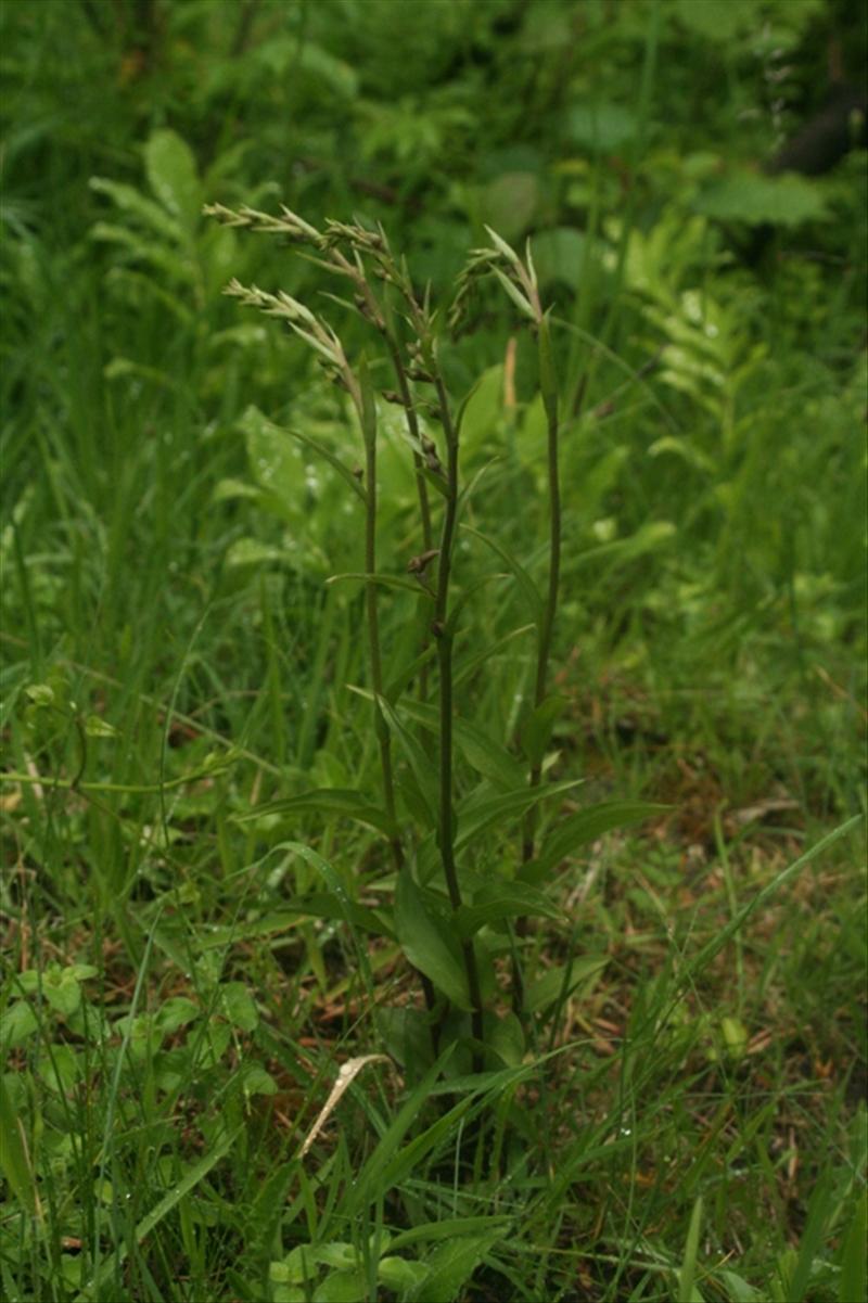 Epipactis atrorubens (door Wouter van der Ham)