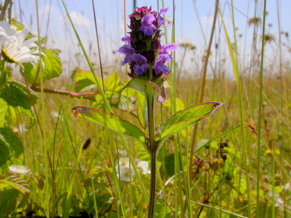 Prunella vulgaris (door Peter Meininger)