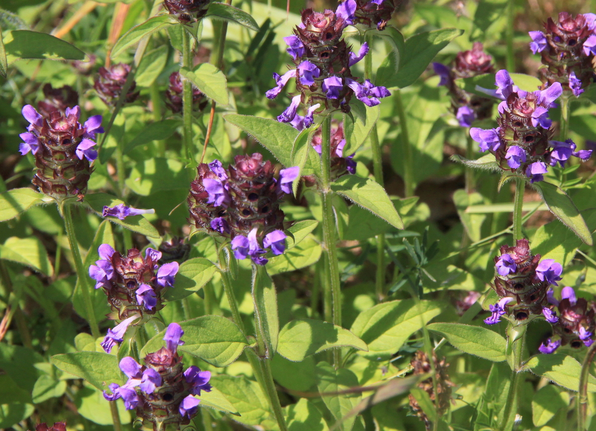 Prunella vulgaris (door Peter Meininger)