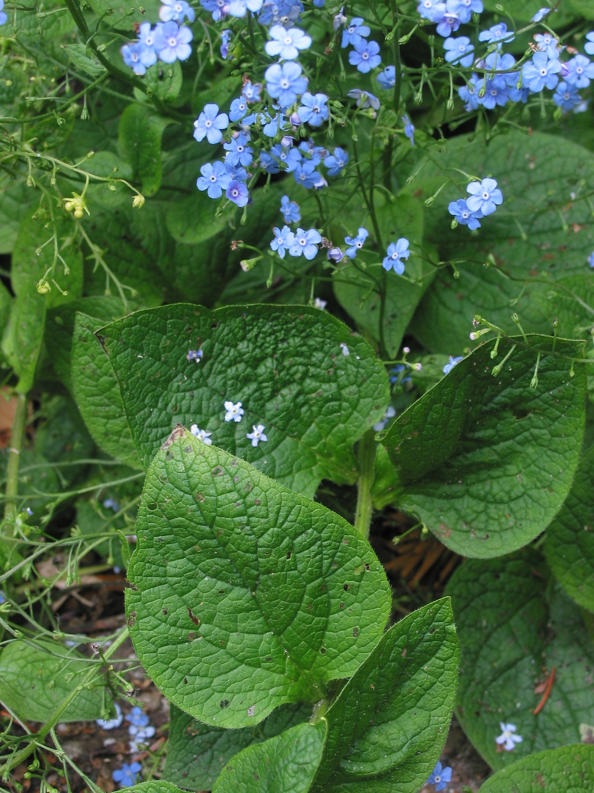 Brunnera macrophylla (door Gertjan van Mill)