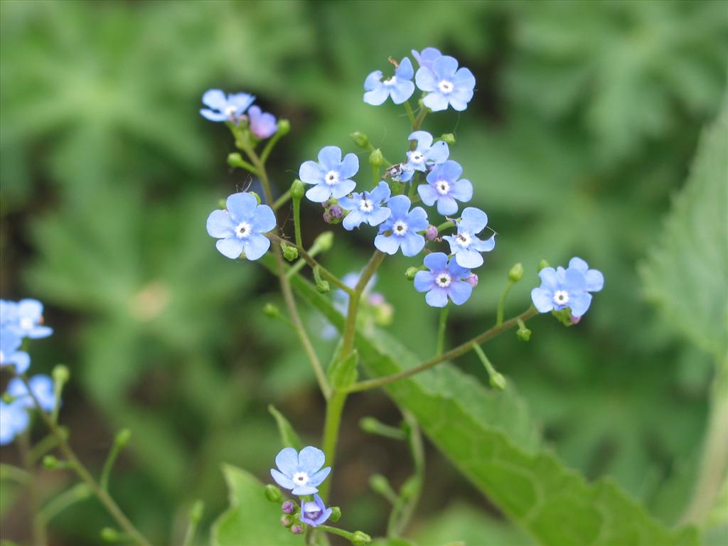 Brunnera macrophylla (door Gertjan van Mill)