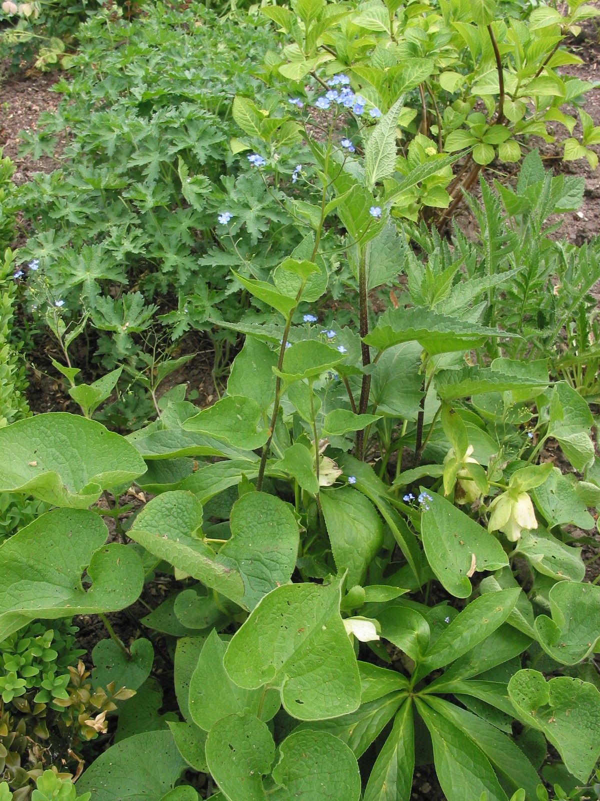 Brunnera macrophylla (door Gertjan van Mill)